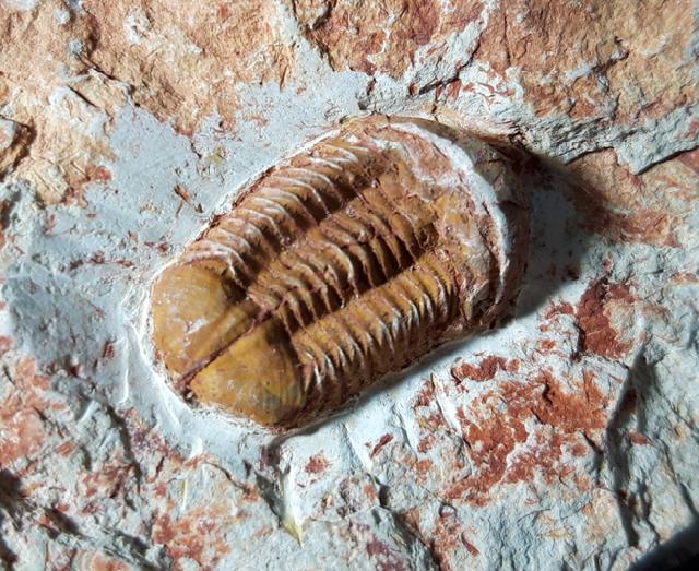 Ductina vietnamica (MAKSIMOVA 1965) - Bild © FossNet FossilienStore